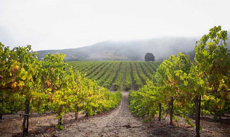 Santa Barbara Wine Country Tours & Shuttle Service