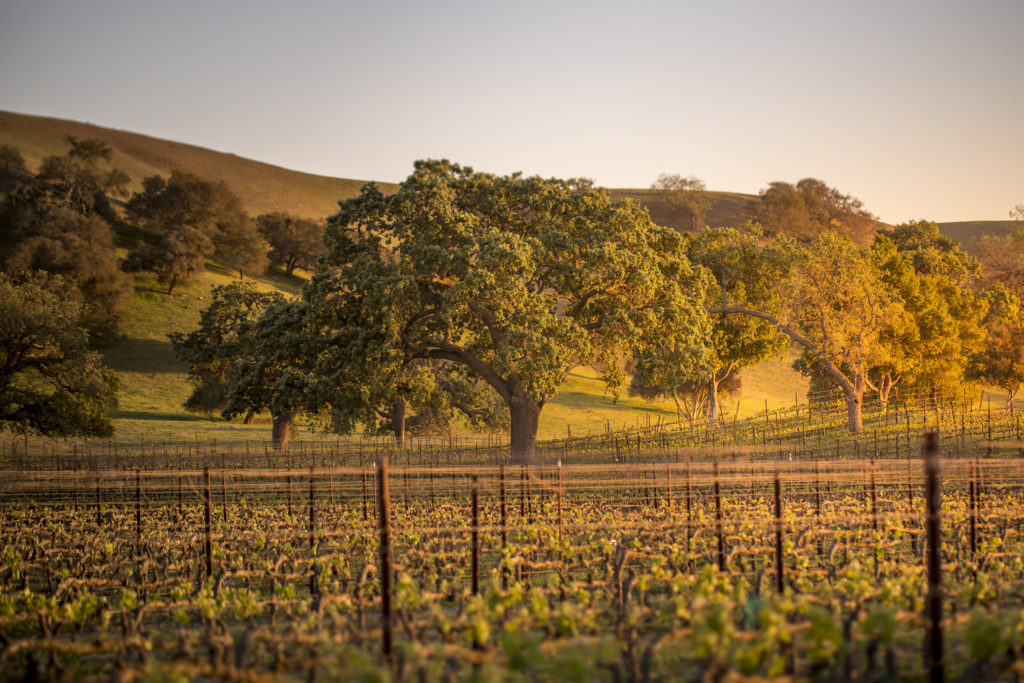 Come explore the best Santa Barbara wineries with our top 7 list of places to visit.